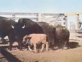The entire herd protects the young.